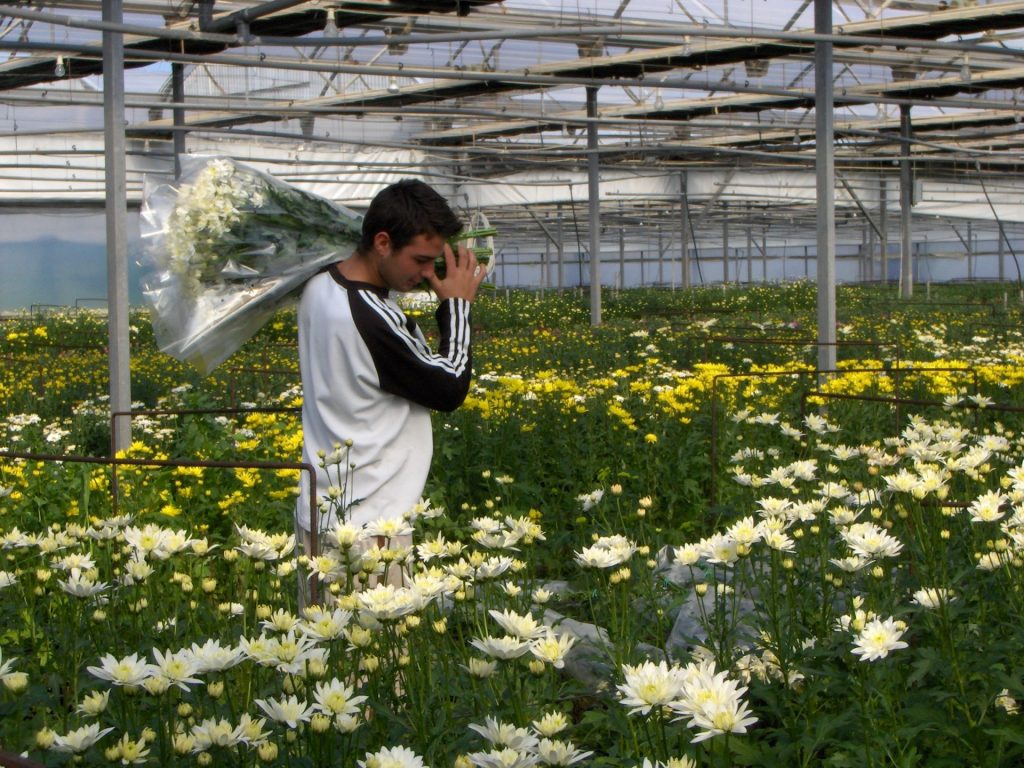 Imagen CONVOCADAS AYUDAS ESTATALES PARA LA MODERNIZACIÓN Y TRANSFORMACIÓN INTEGRAL DE INVERNADEROS EN EL MARCO DEL PLAN DE RECUPERACIÓN, TRANSFORMACIÓN Y RESILIENCIA