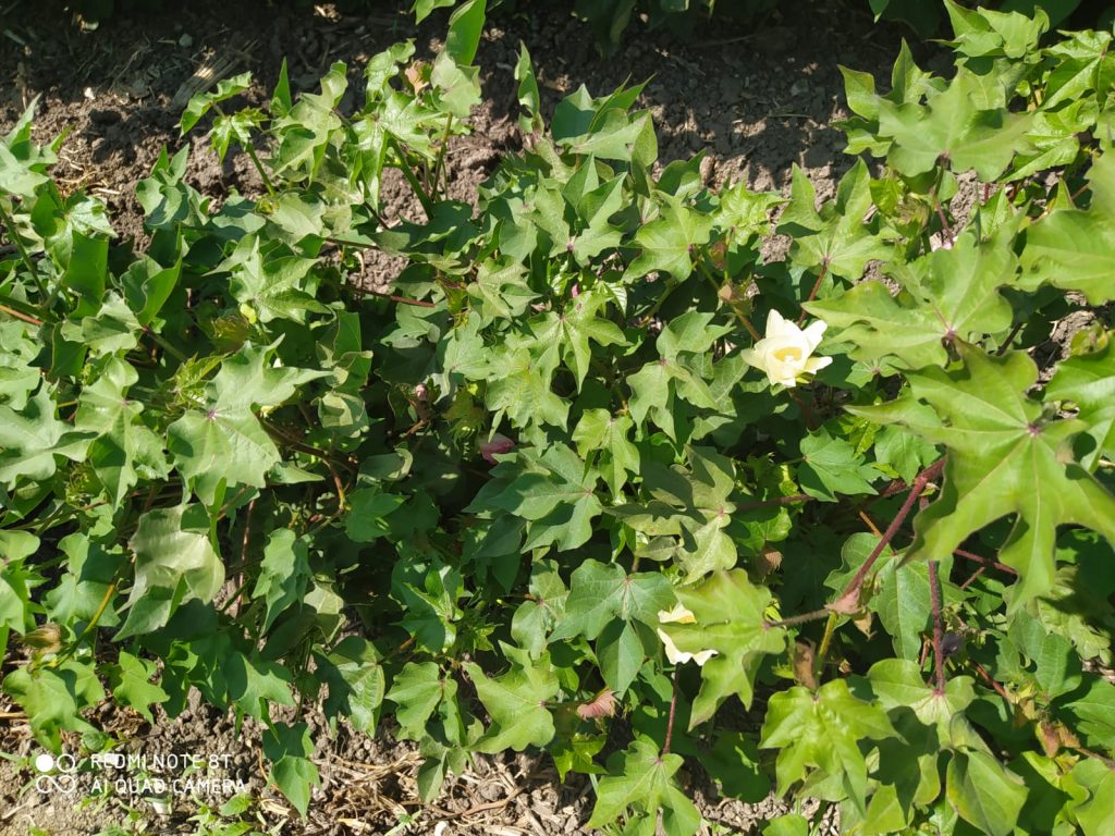 Imagen ESTADO FENOLÓGICO DEL CULTIVO