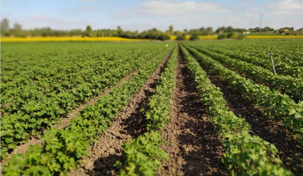 Imagen TRATAMIENTOS RECOMENDADOS