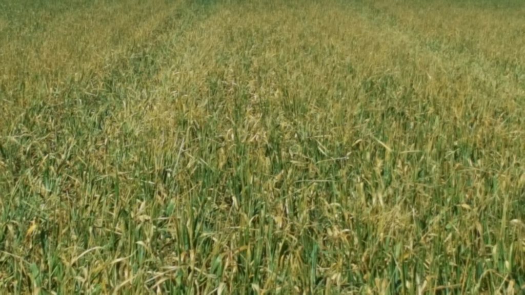 Imagen CONVENIO CON SAECA PARA INSTRUMENTAR LAS AYUDAS URGENTES EXTRAORDINARIAS FRENTE AL IMPACTO DEL COVID-19