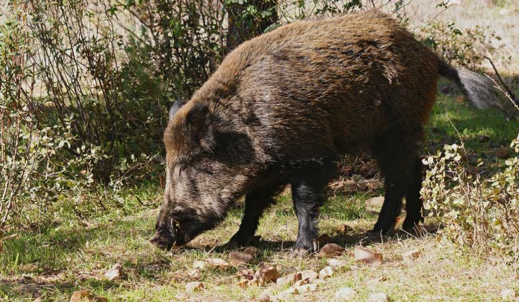 Imagen OFERTA PÚBLICA DE CAZA PARA LA TEMPORADA 2025-2026