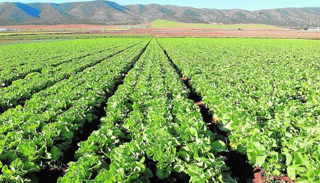 LA JUNTA CONVOCA LA XV EDICIÓN DE LOS PREMIOS ANDALUCÍA DE AGRICULTURA Y PESCA