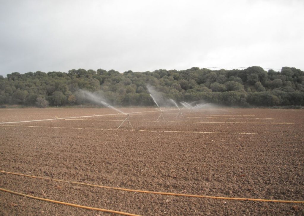 Imagen INCIDENCIAS: PLAGAS Y ENFERMEDADES