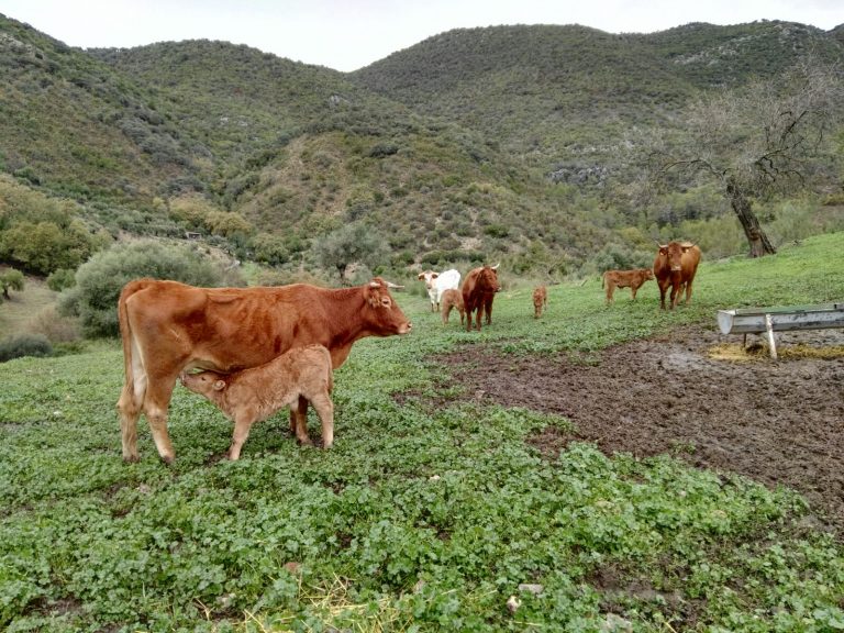 ANDALUCÍA SE ACOGE AL PROGRAMA NACIONAL VOLUNTARIO DE LUCHA CONTRA LA RINOTRAQUEITIS INFECCIOSA BOVINA (IBR)