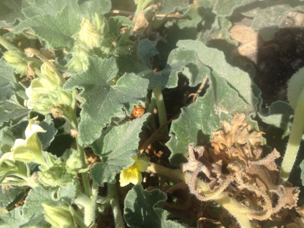 Imagen ESTADO FENOLÓGICO DEL CULTIVO