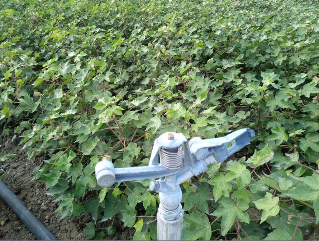 Imagen PRÁCTICAS RECOMENDADAS, PROHIBIDAS, OBLIGATORIAS EN PRODUCCIÓN INTEGRADA