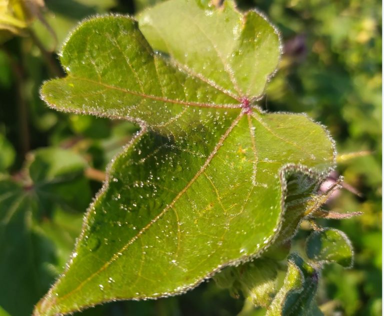 CONVOCATORIA DE AYUDAS  DIRIGIDAS A LA MEJORA DE LA SANIDAD VEGETAL MEDIANTE TÉCNICAS DE CONTROL INTEGRADO