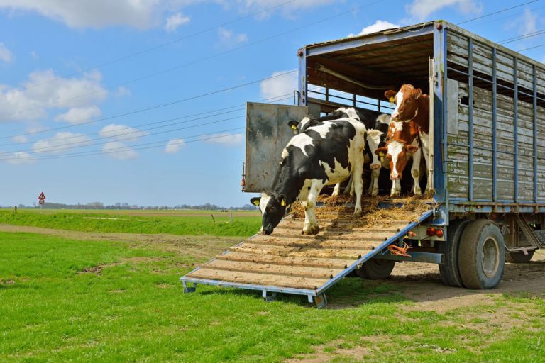 CURSO DE BIENESTAR ANIMAL EN EL TRANSPORTE