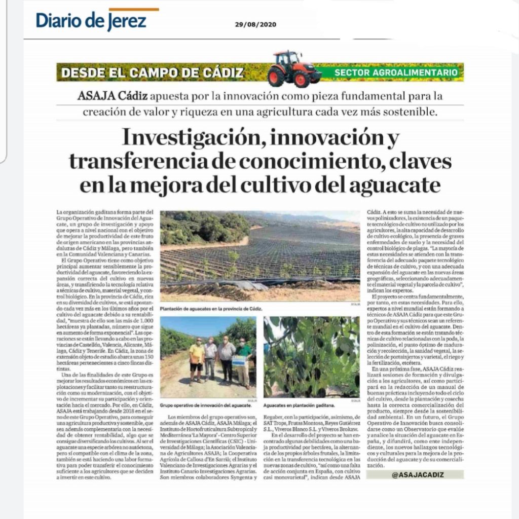 Imagen I+D y transferencia de conocimiento, claves en la mejora del cultivo del aguacate