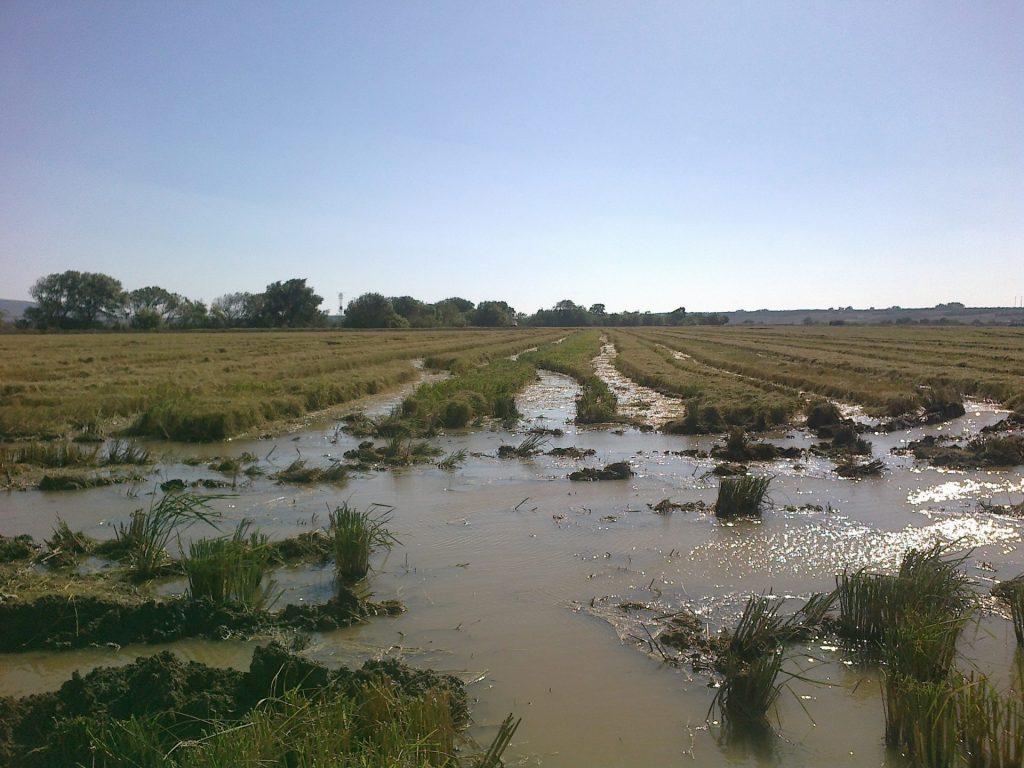 Imagen PRÁCTICAS RECOMENDADAS, PROHIBIDAS, OBLIGATORIAS EN PRODUCCIÓN INTEGRADA