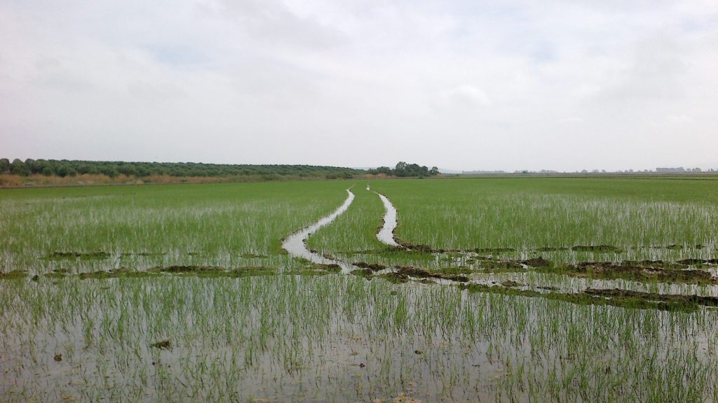 Imagen INCIDENCIAS: PLAGAS Y ENFERMEDADES