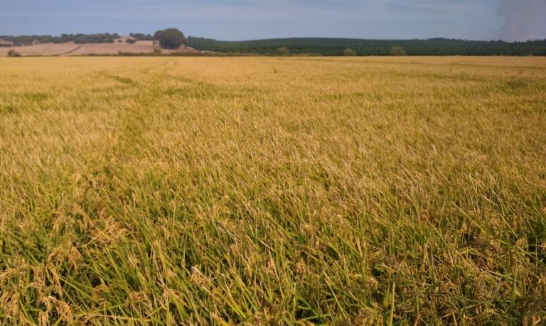 ESTADO FENOLÓGICO DEL CULTIVO