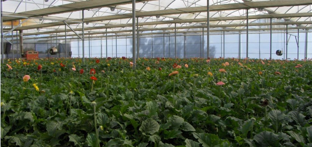 Imagen CONVOCADAS AYUDAS A LA FLOR CORTADA