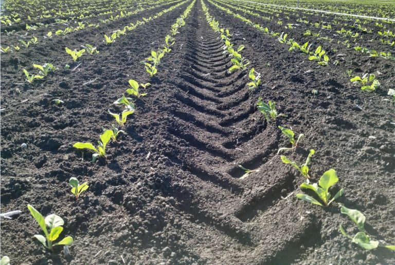 AGRICULTURA