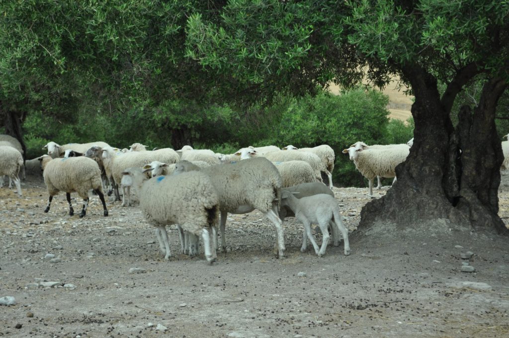 Imagen CONVOCATORIA AYUDAS OVINO Y CAPRINO