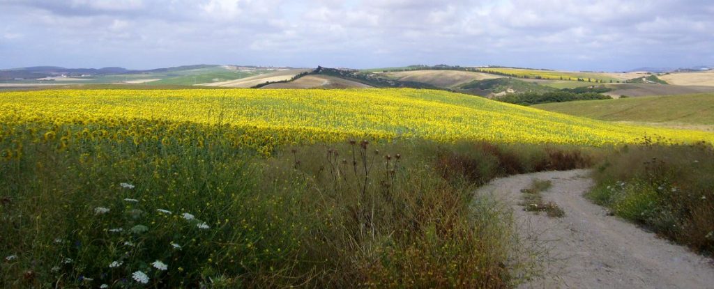 Imagen MODELO DECLARACIÓN RESPONSABLE PARA EL DESEMPEÑO DE LA ACTIVIDAD CINEGÉTICA