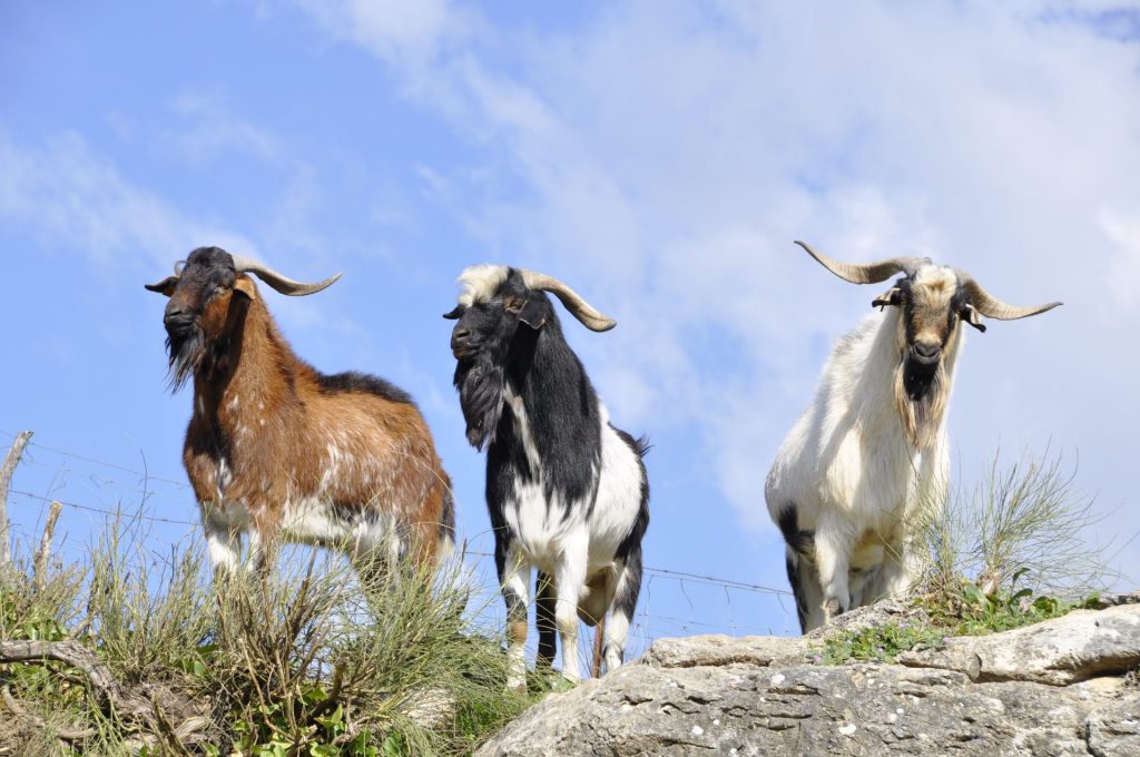 Imagen INCREMENTO DE LA CUANTÍA Y AMPLIACIÓN PLAZO AYUDAS COVID-19