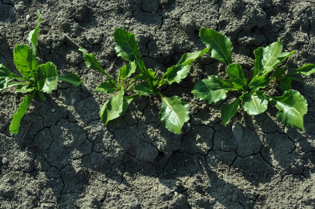 Imagen PAGO VERDE PAC 2021: PREPARACIÓN SIEMBRA