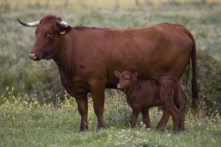 EXCEPCIÓN ALIMENTACIÓN CONVENCIONAL DEL GANADO ECOLÓGICO