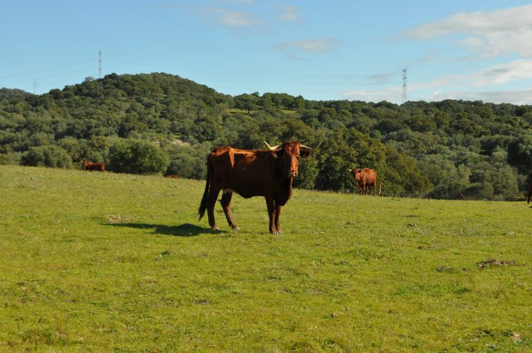 RECORDATORIO INSCRIPCIÓN DE RECINTOS EN REGA PARA LA AYUDA A LA GANADERÍA ECOLÓGICA