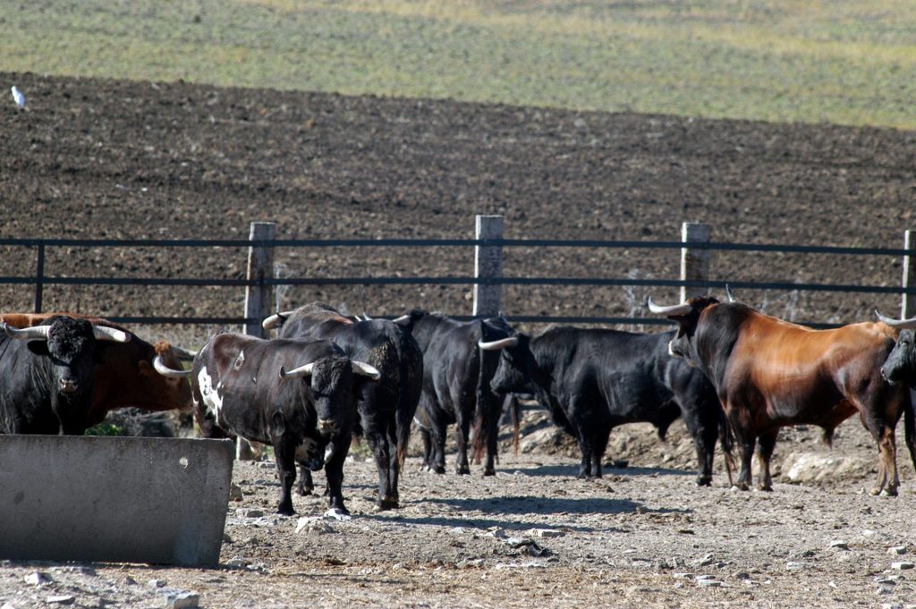Imagen ASIGNACIÓN DE RECINTOS A EXPLOTACIONES GANADERAS PARA M 10.1.13