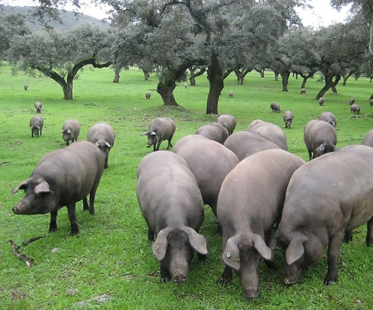 CONVOCATORIA AYUDAS AL PORCINO IBÉRICO