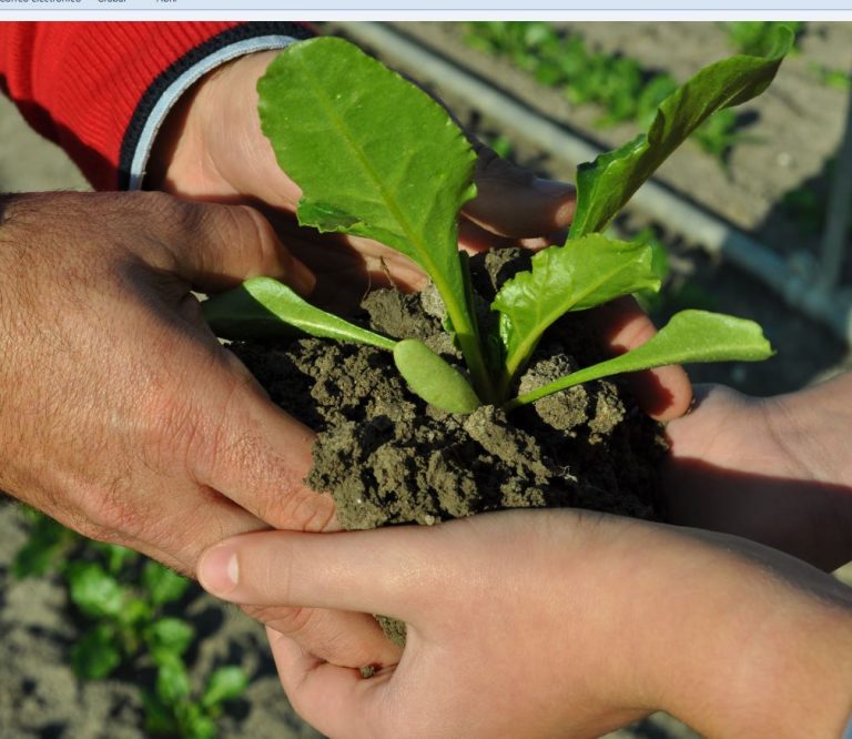 MODIFICACIÓN DE LAS BASES REGULADORAS DE LAS AYUDAS DE JÓVENES AGRICULTORES (SUBMEDIDA 6.1.)