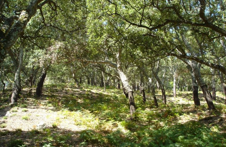 ENAJENACIÓN DE TIERRAS VACANTES DEL EXTINTO INSTITUTO ANDALUZ DE REFORMA AGRARIA