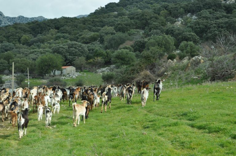 EXTENSIÓN DEL ACUERDO CON LA INTERPROFESIONAL DEL OVINO Y CAPRINO DE CARNE