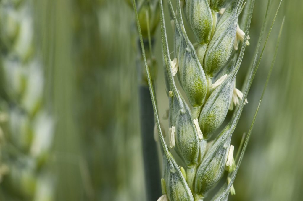 Imagen SYNGENTA: UNA BUENA SANIDAD DEL CULTIVO ASEGURA LAS MEJORES PRODUCCIONES Y CALIDAD DEL CEREAL