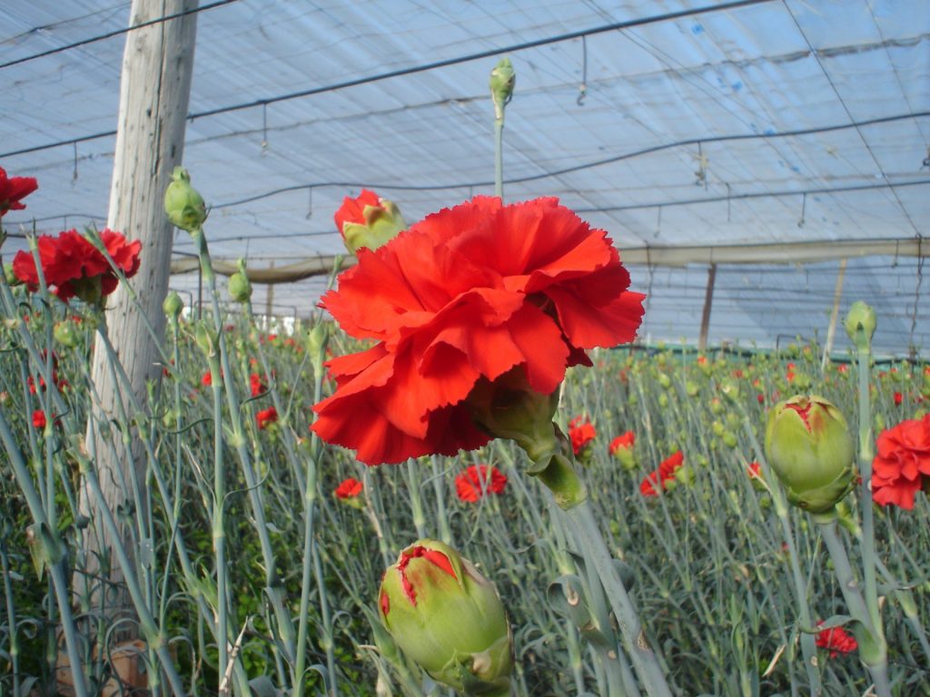 Imagen PRÓXIMA APERTURA DEL PLAZO PARA CONTRATACIÓN DE SEGURO DE PLANTA VIVA, FLOR CORTADA, VIVEROS Y SEMILLAS