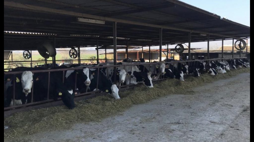 Imagen DECLARACIONES OBLIGATORIAS PRIMEROS COMPRADORES Y PRODUCTORES DE LECHE Y PRODUCTOS LÁCTEOS DE VACA, OVEJA Y CABRA