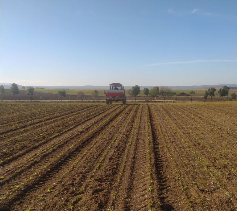 ESTADO FENOLÓGICO CULTIVO