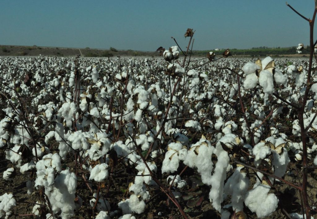 Imagen CONVOCADAS LAS AYUDAS A CULTIVOS AGROINDUSTRIALES (REMOLACHA Y ALGODÓN) Y ECOLÓGICO PARA 2021