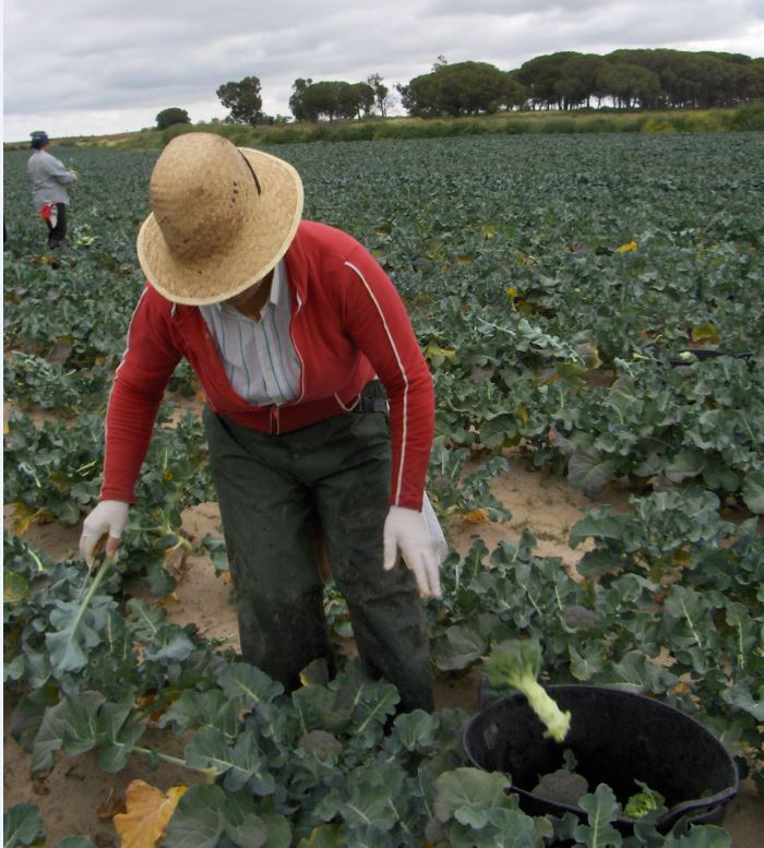 LEY DE LA CADENA ALIMENTARIA