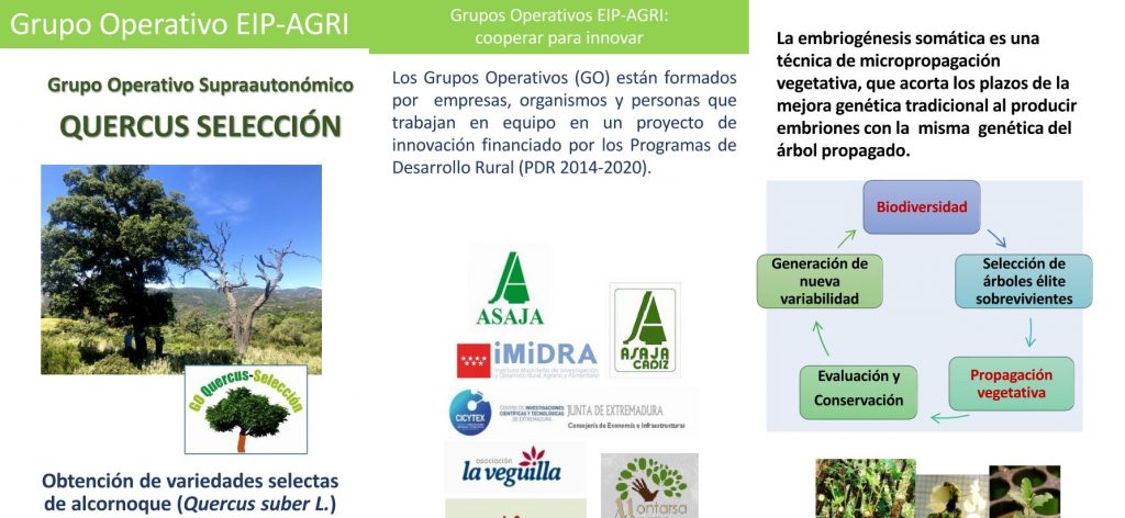 Imagen GRUPO OPERATIVO QUERCUS-SELECCIÓN