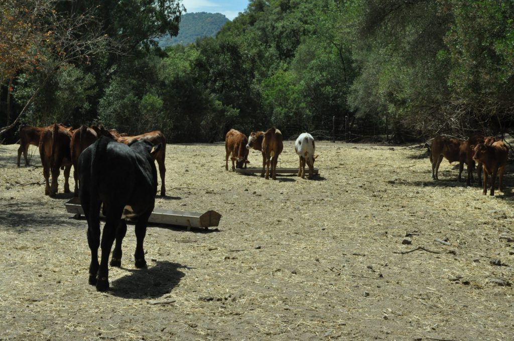 Imagen MODIFICACIÓN ZONAS RESTRINGIDAS FRENTE A LA LENGUA AZUL