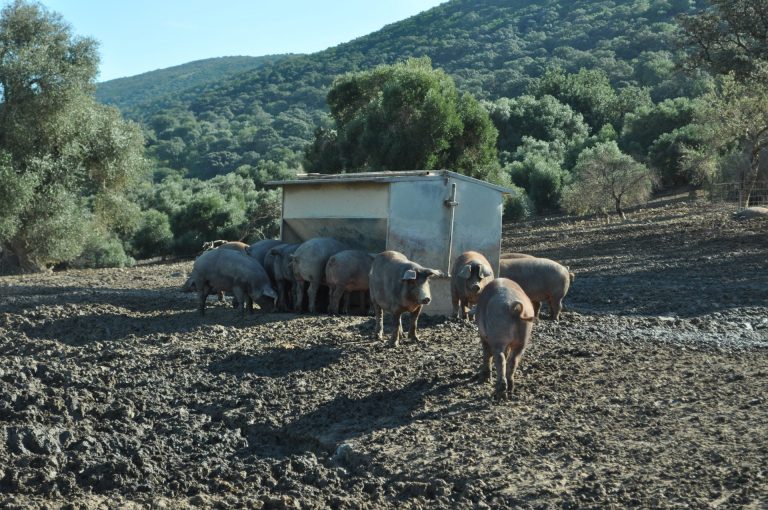 REGULACIÓN CAPACIDAD MÁXIMA DE EXPLOTACIONES PORCINAS: INFORMACIÓN PÚBLICA