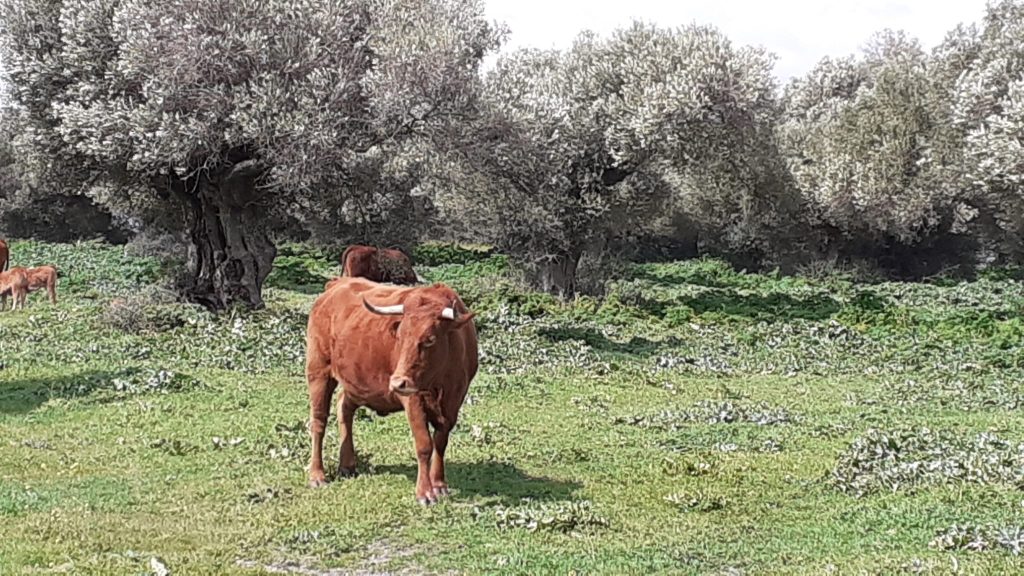 Imagen FIJADOS LOS IMPORTES DEFINITIVOS DE LAS AYUDAS ASOCIADAS GANADERAS DE LA CAMPAÑA 2021