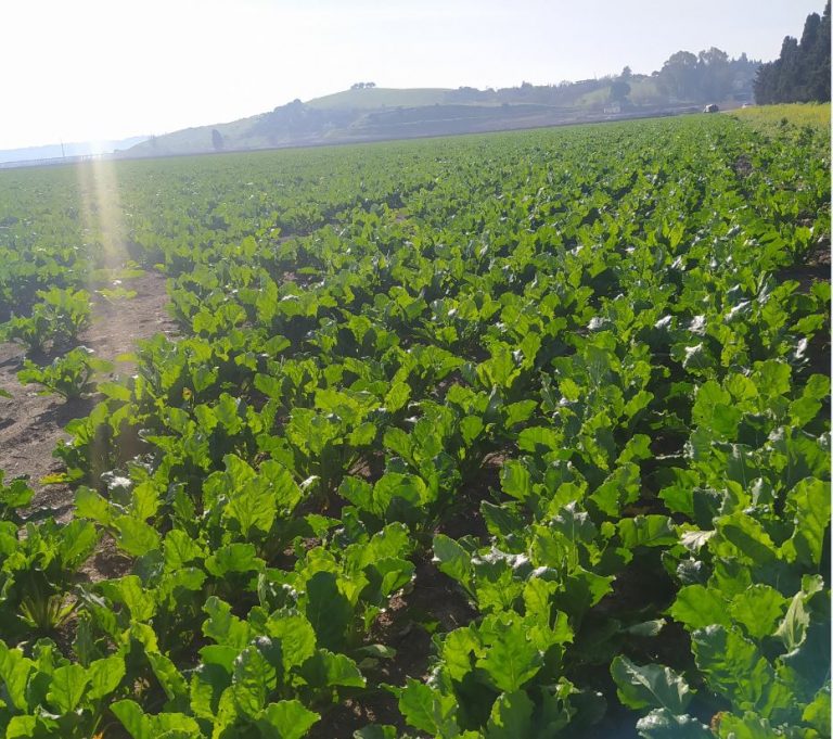 ESTADO FENOLÓGICO CULTIVO