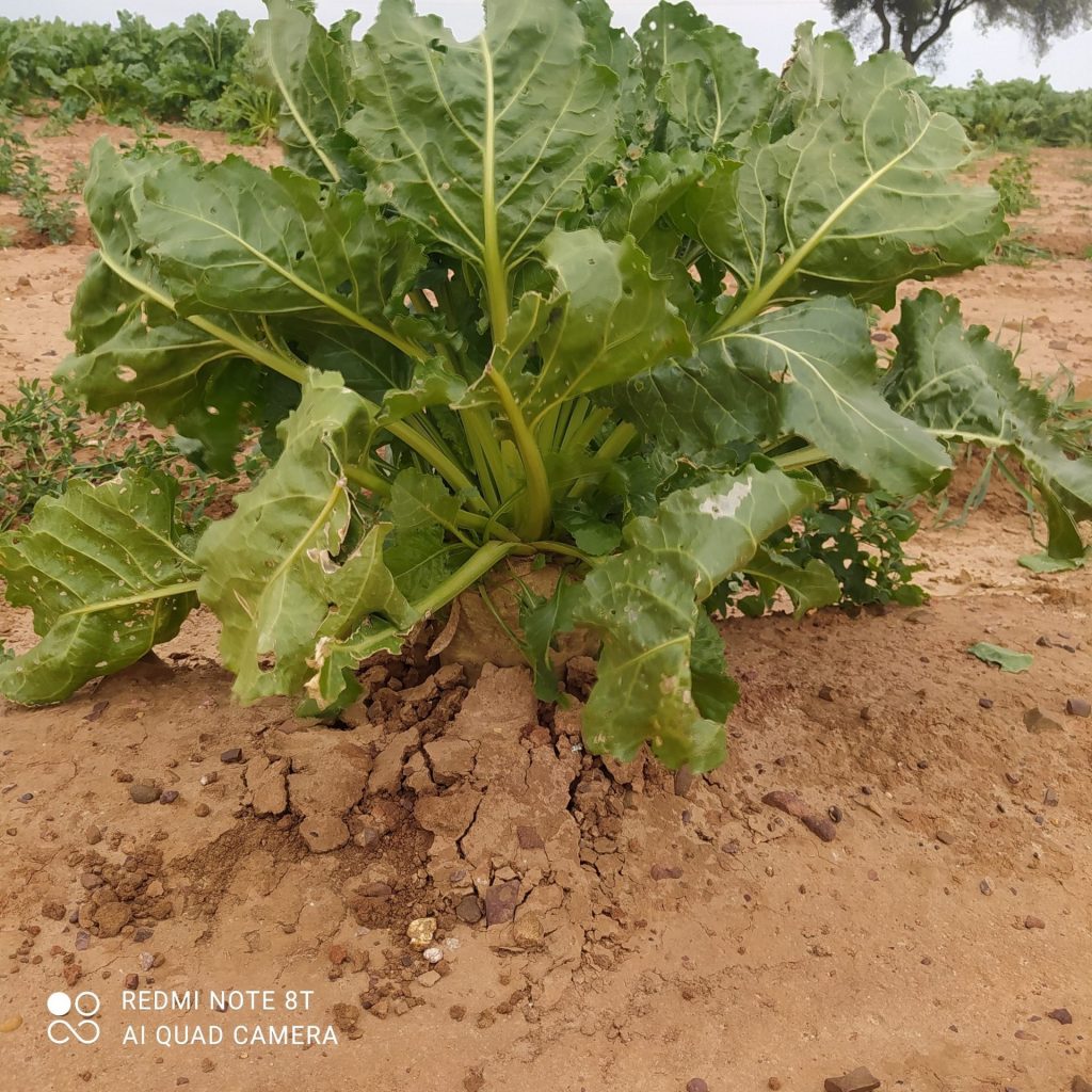 Imagen ESTADO FENOLÓGICO CULTIVO