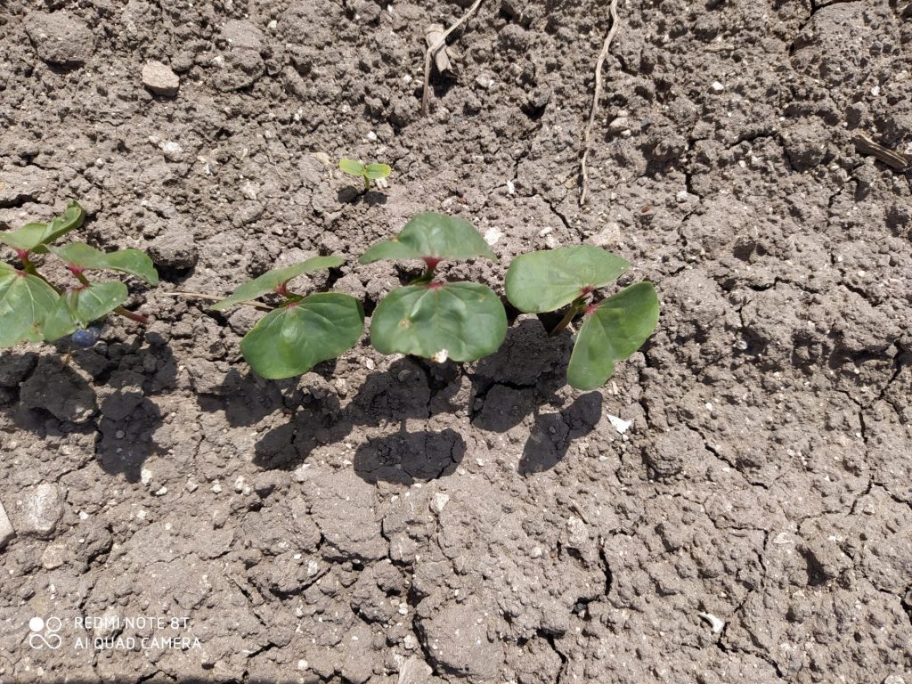 Imagen ESTADO FENOLÓGICO CULTIVO