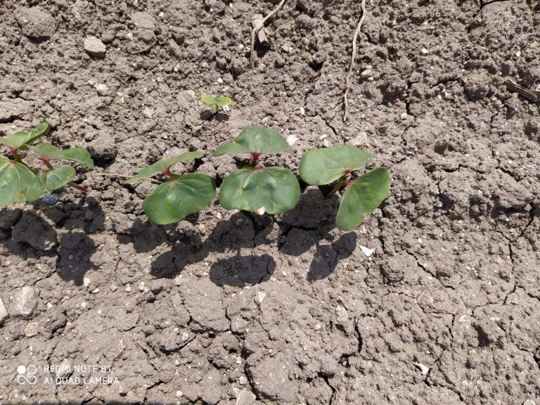 ESTADO FENOLÓGICO CULTIVO