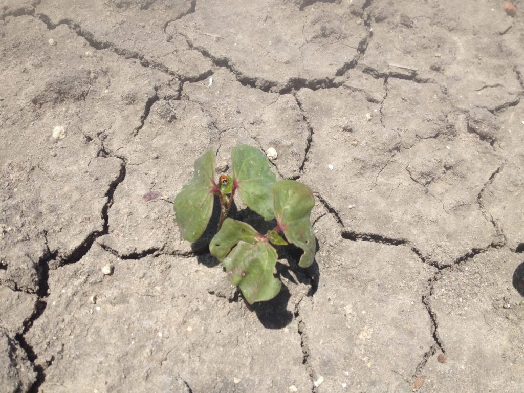 Imagen INCIDENCIAS: PLAGAS Y ENFERMEDADES