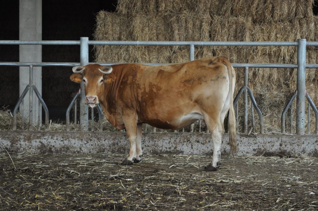 Imagen FIJADO EL IMPORTE DEFINITIVO DE LA AYUDA ASOCIADA AL VACUNO DE CEBO PARA 2020