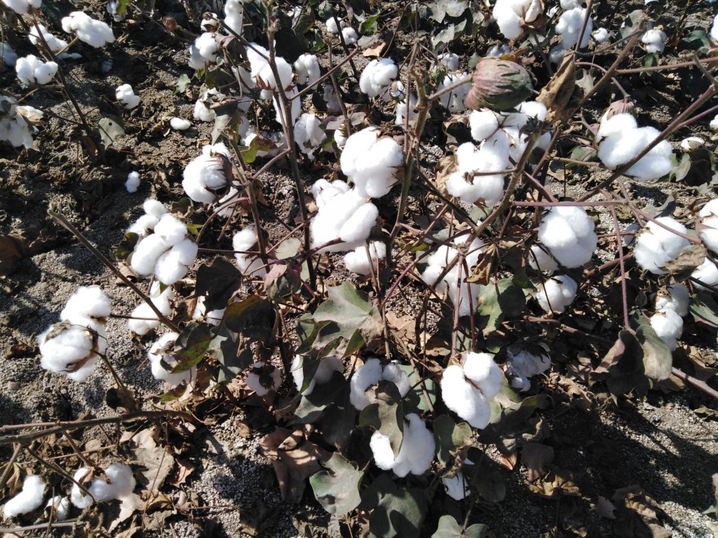 Imagen FIJADO EL IMPORTE DEFINITIVO DEL PAGO ESPECÍFICO AL CULTIVO DEL ALGODÓN PARA 2020