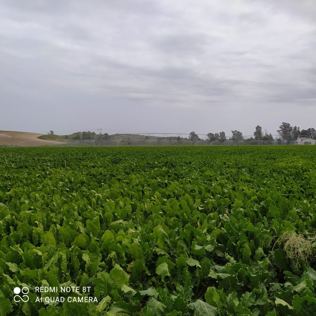 Imagen ESTADO FENOLÓGICO CULTIVO