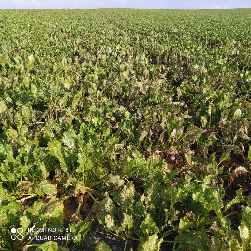 Imagen INCIDENCIAS: PLAGAS Y ENFERMEDADES