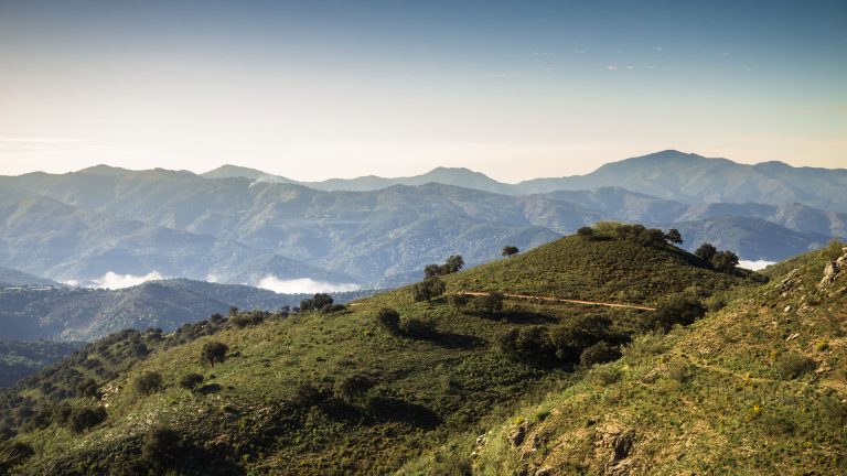 LICITACIÓN APROVECHAMIENTO PASTOS EN MONTES PÚBLICOS DEL PARQUE NATURAL SIERRA DE GRAZALEMA