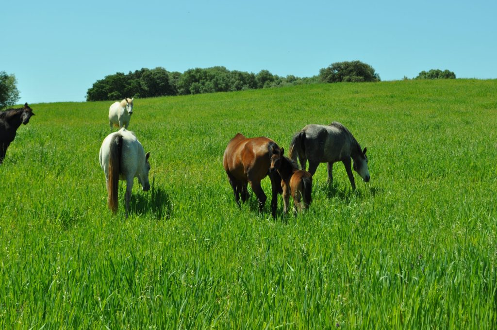 Imagen PUBLICADA LA RESOLUCIÓN DE AYUDAS COVID-19 AL VIÑEDO Y AL EQUINO